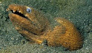 Attēlu rezultāti vaicājumam “Lophozia longidens”