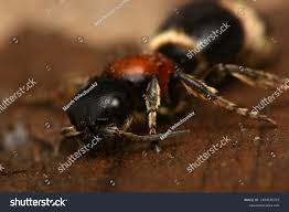 Attēlu rezultāti vaicājumam “Mutilla europaea”