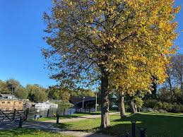 Image result for Runnymede Ramblers