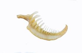 Image result for Moxostoma duquesnei