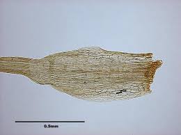 Attēlu rezultāti vaicājumam “Paraleucobryum longifolium”