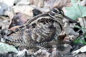 Attēlu rezultāti vaicājumam “Scolopax rusticola eggs”