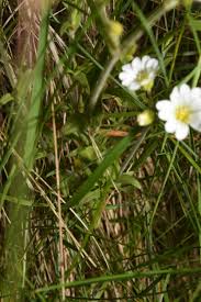 Attēlu rezultāti vaicājumam “Cerastium arvense flower”