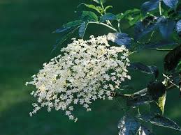 Attēlu rezultāti vaicājumam “Adoxaceae”
