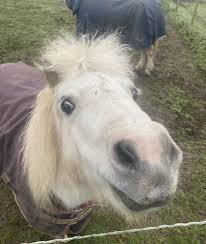 Image result for Lower Farm Stables