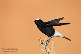 Image result for Oenanthe leucopyga