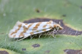 Attēlu rezultāti vaicājumam “Aethes margaritana”