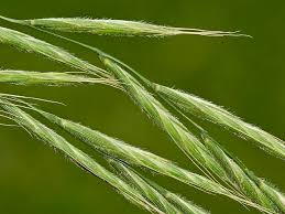 Attēlu rezultāti vaicājumam “Brachypodium sylvaticum leaf”