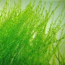 Attēlu rezultāti vaicājumam “Leptodictyum riparium sporophyte”