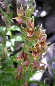 Attēlu rezultāti vaicājumam “Epipactis”