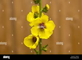 Attēlu rezultāti vaicājumam “Verbascum nigrum flower”