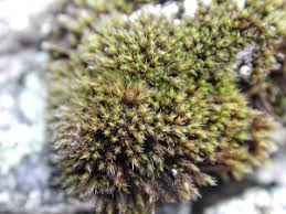 Attēlu rezultāti vaicājumam “Schistidium apocarpum macro”