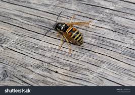 Attēlu rezultāti vaicājumam “Vespula rufa”