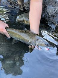 Image result for Oncorhynchus tshawytscha