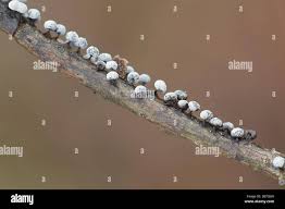 Attēlu rezultāti vaicājumam “Didymium melanospermum sessile”