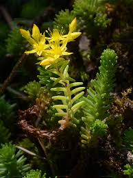 Attēlu rezultāti vaicājumam “Sedum sexangulare flower”