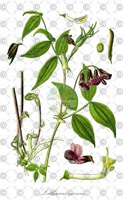 Attēlu rezultāti vaicājumam “Lathyrus tuberosus leaf”