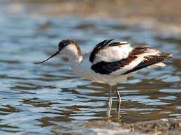 Attēlu rezultāti vaicājumam “Recurvirostra avosetta”