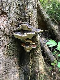 Attēlu rezultāti vaicājumam “Heterobasidion parviporum”