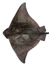 Image result for Myliobatis aquila