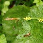 Attēlu rezultāti vaicājumam “Carex pilosa leaf”