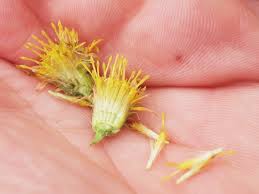 Attēlu rezultāti vaicājumam “Solidago virgaurea bud”