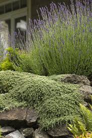 Attēlu rezultāti vaicājumam “Bayeriola thymicola”