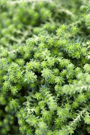 Attēlu rezultāti vaicājumam “Sedum sexangulare flower”