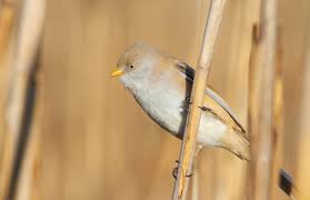 Attēlu rezultāti vaicājumam “Panurus biarmicus female”
