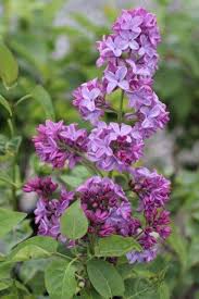 Attēlu rezultāti vaicājumam “Syringa vulgaris”