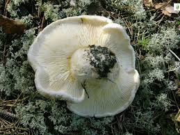 Attēlu rezultāti vaicājumam “Lactarius bertillonii”