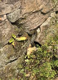 Attēlu rezultāti vaicājumam “Coronella austriaca adult”