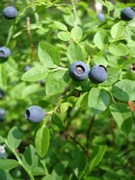 Attēlu rezultāti vaicājumam “Vaccinium myrtillus fruit”