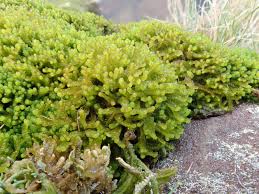 Attēlu rezultāti vaicājumam “Barbilophozia barbata”