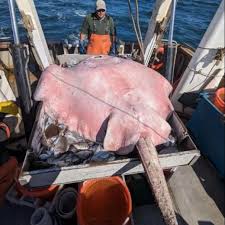 Image result for Bathytoshia centroura