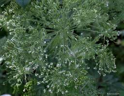 Attēlu rezultāti vaicājumam “Laserpitium pruthenicum”