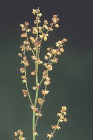 Attēlu rezultāti vaicājumam “Rumex acetosella flower”