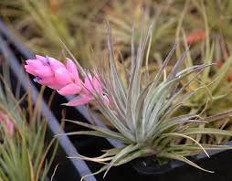 Image result for tillandsia umbellata