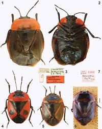 Attēlu rezultāti vaicājumam “Collaria sp.”