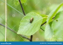 Attēlu rezultāti vaicājumam “Lochmaea caprea”