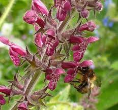 Attēlu rezultāti vaicājumam “Stachys sylvatica bud”