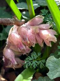 Attēlu rezultāti vaicājumam “Lathraea squamaria bud”