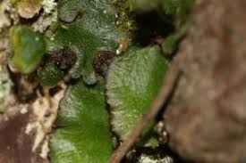 Attēlu rezultāti vaicājumam “Reboulia hemisphaerica”