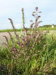 Attēlu rezultāti vaicājumam “Odontites vulgaris flower”