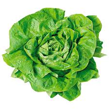 Image result for Kopfsalat