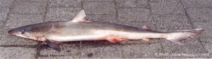 Image result for Galeorhinus galeus