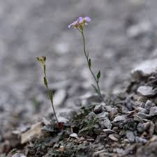 Attēlu rezultāti vaicājumam “Cardaminopsis arenosa”