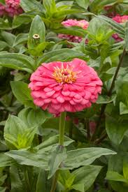 Image result for Zinnia elegans