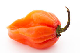 Afbeeldingsresultaat voor orange habanero hot pepper