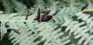 Attēlu rezultāti vaicājumam “Geocrypta galii larva”